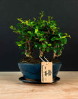 Ficus & Carmona Forest Combo