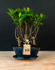 Ficus & Carmona Forest Combo