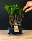 Ficus & Carmona Forest Combo