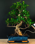 Zestaw startowy Ficus