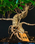 Zestaw startowy Ficus