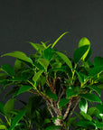 Zestaw startowy Ficus