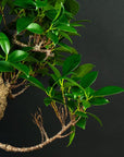 Zestaw startowy Ficus