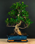 Zestaw startowy Ficus