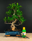 Zestaw startowy Ficus