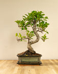 Ficus Jubara