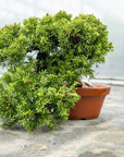 Juniperus chiński Itoigawa nr 10