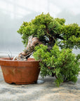 Juniperus chiński Itoigawa nr 10