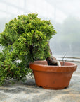 Juniperus chiński Itoigawa nr 10