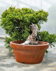 Juniperus chiński Itoigawa nr 10