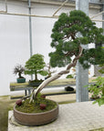 Juniperus No. 34