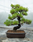 Pinus thunbergii nr.05