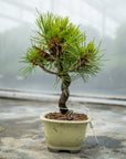 Pinus thunbergii Nr.08