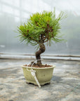 Pinus thunbergii Nr.08