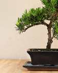 Podocarpus Onisan