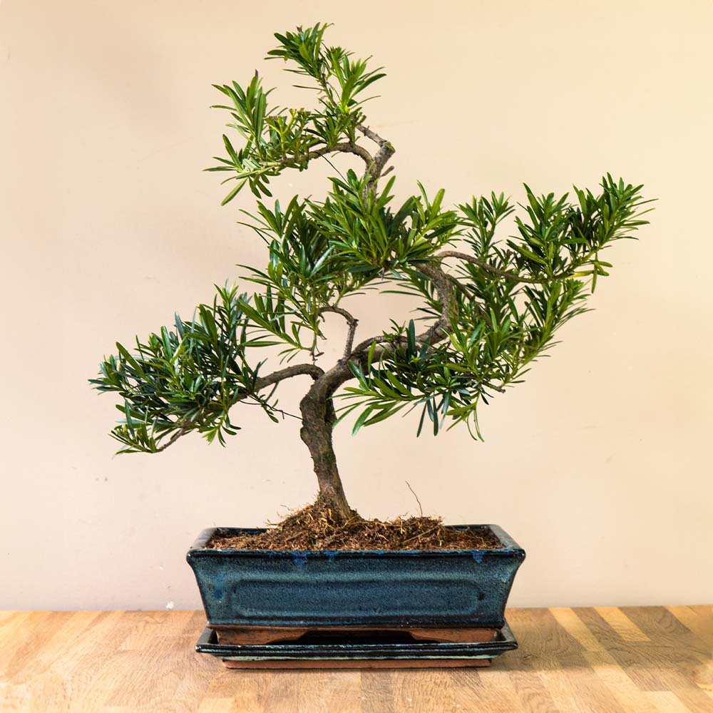 Podocarpus Sobo