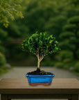 Bonsai testowe