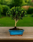 Bonsai testowe