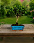 Bonsai testowe