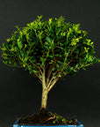 Bonsai testowe