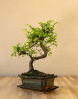 Zelkova Tennen