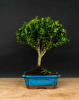 Bonsai testowe