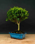 Bonsai testowe
