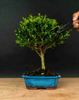 Bonsai testowe