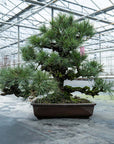 Pinus Thunbergii no.02