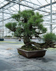 Pinus Thunbergii no.02