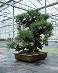 Pinus Thunbergii no.02