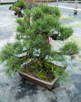 Pinus Thunbergii no.02