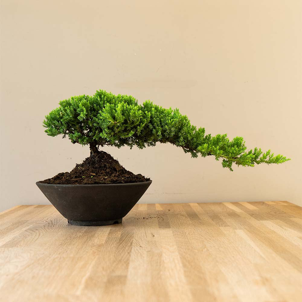 Juniperus