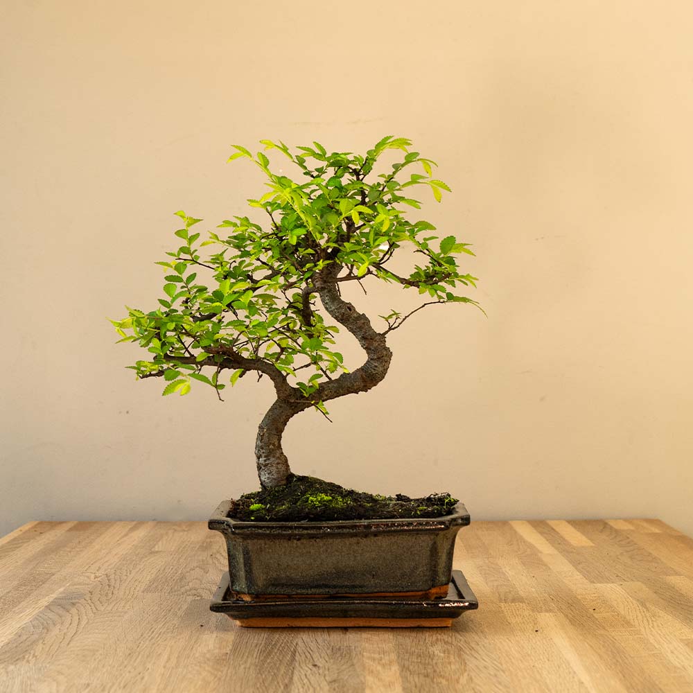 Zelkova