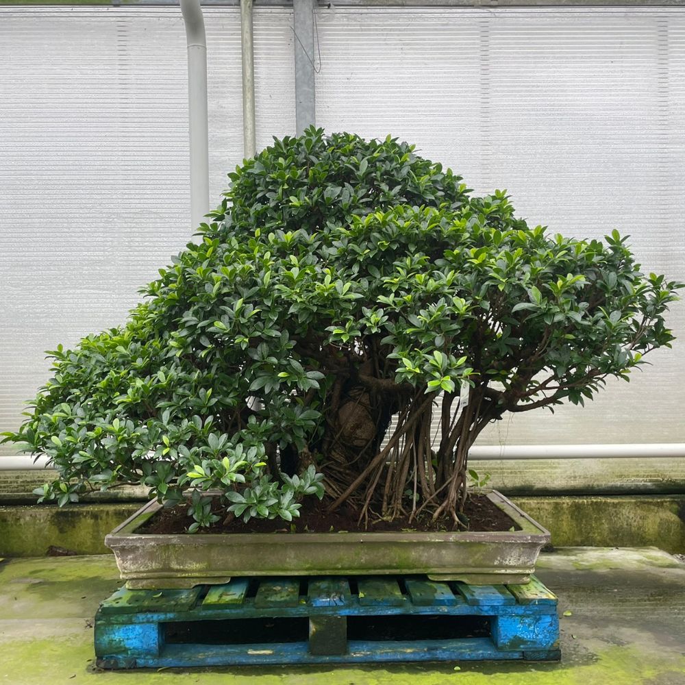 Ficus No. 27