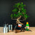 Zestaw startowy Ficus
