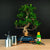 Zestaw startowy Ficus