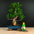 Zestaw startowy Ficus