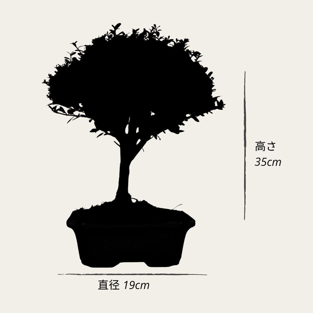 Bonsai testowe