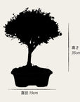 Bonsai testowe