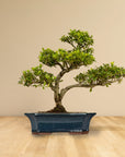 ILEX Classic