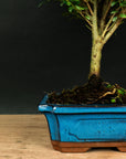 Bonsai testowe