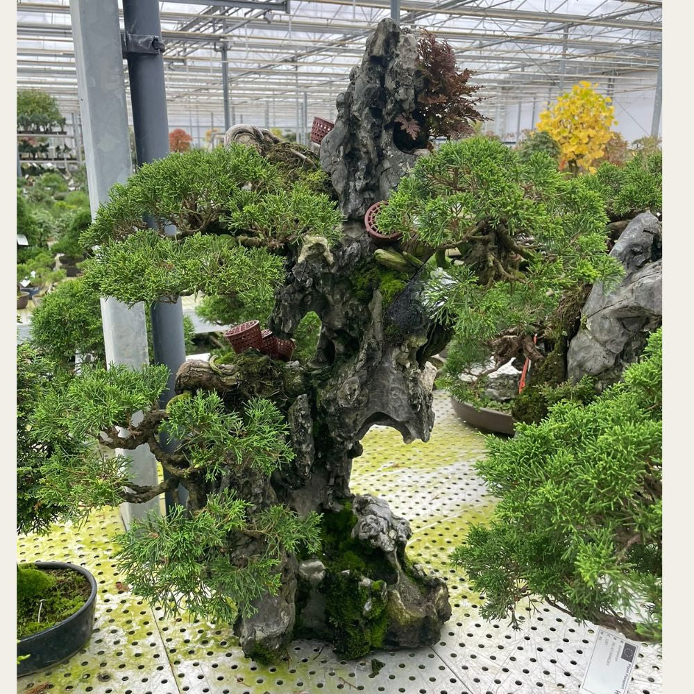 Juniperus No. 32