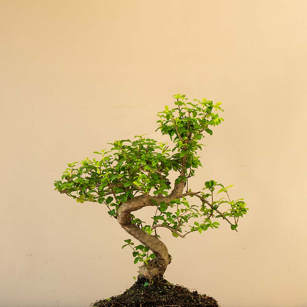 Ligustrum Yasumu