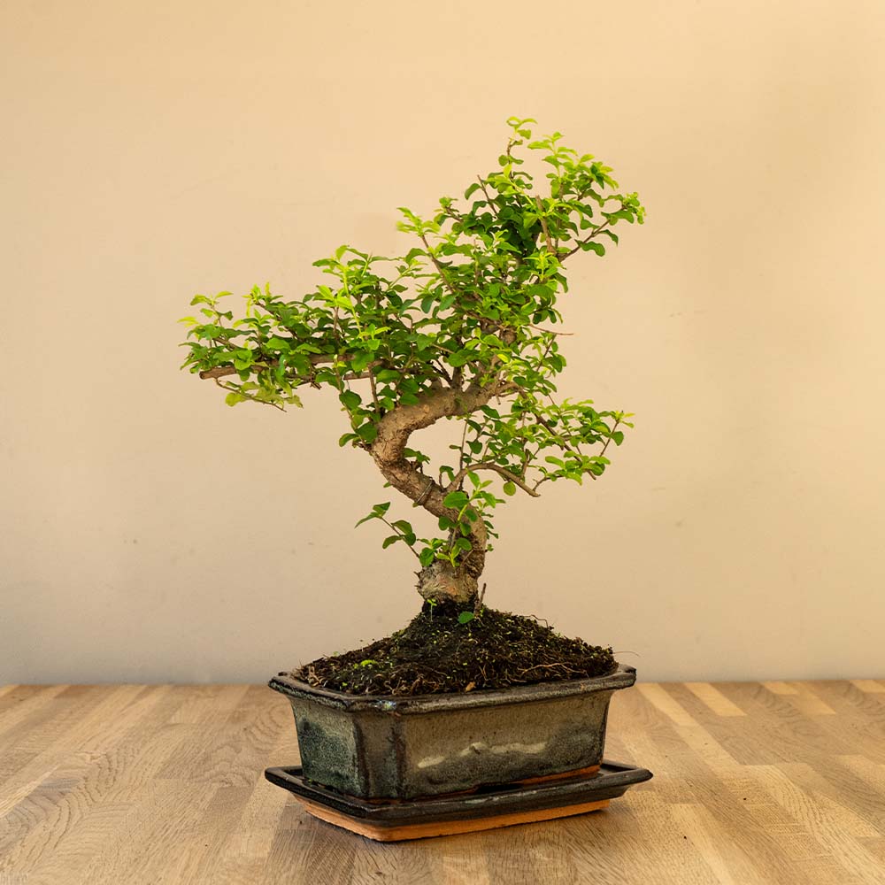 Ligustrum Yasumu