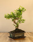 Ligustrum Yasumu