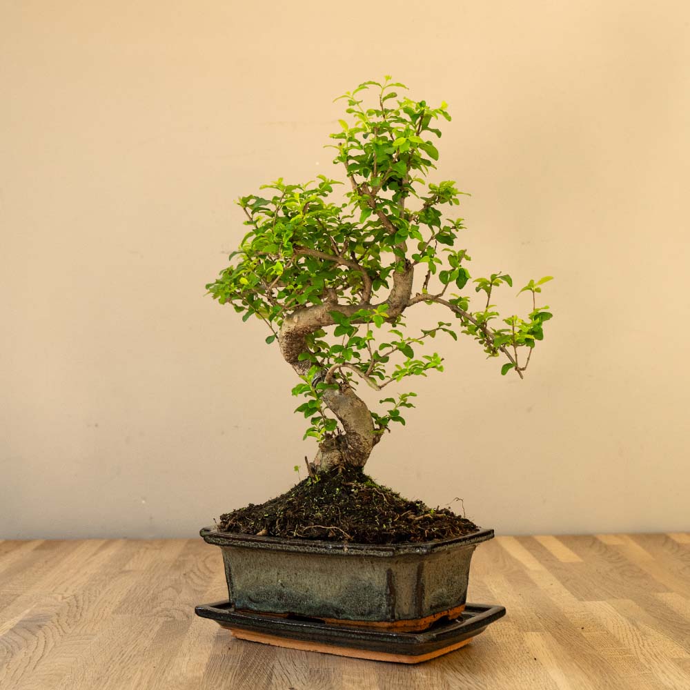 Ligustrum Yasumu