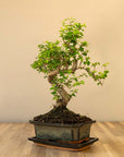 Ligustrum Yasumu