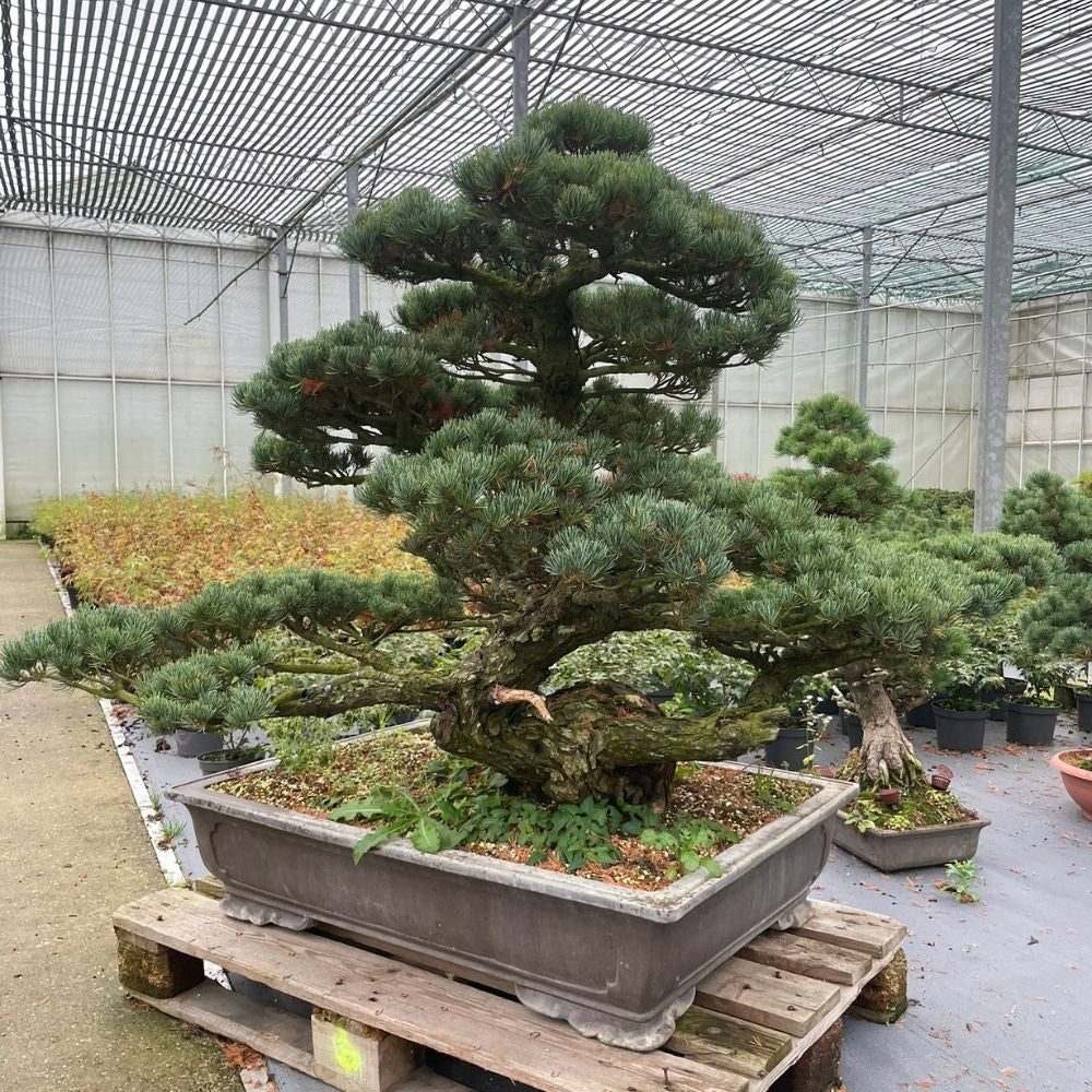Pinus No. 30