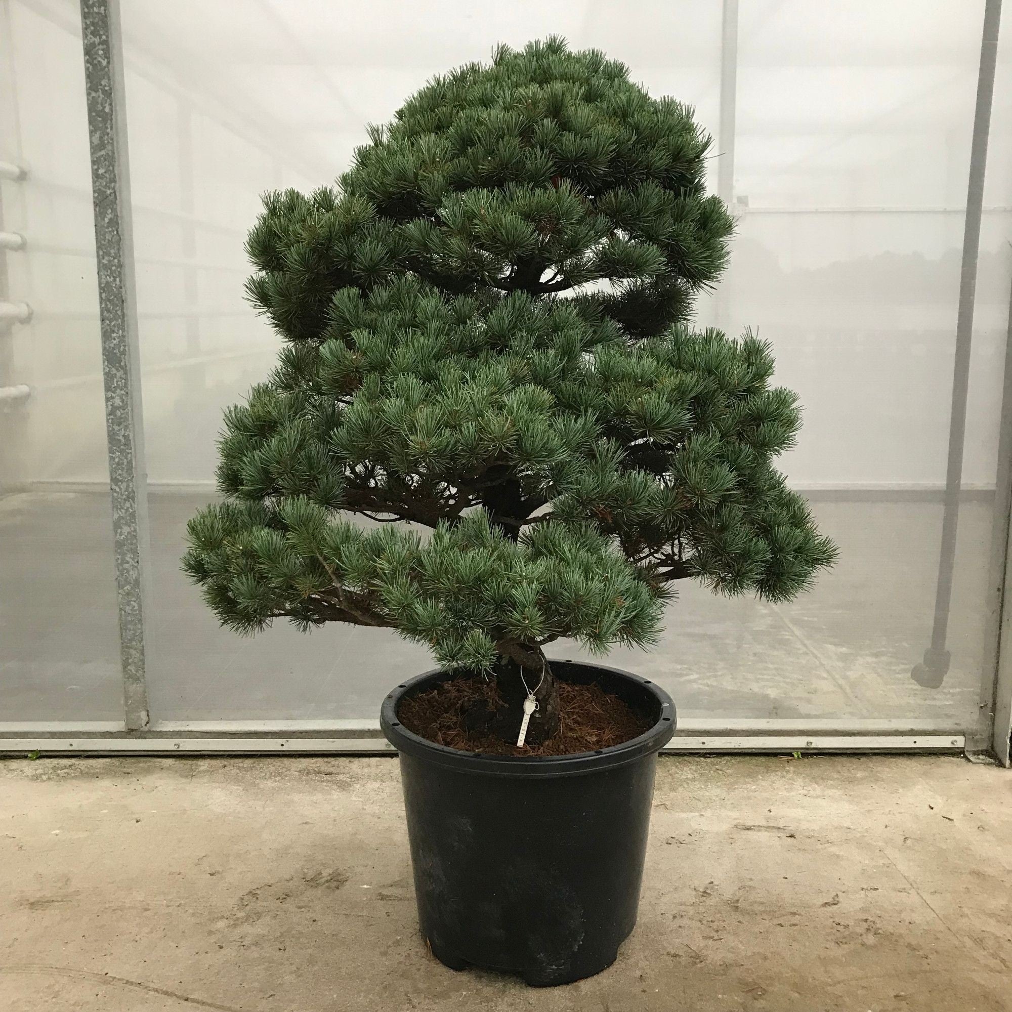 Pinus No. 30